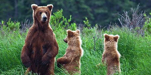 Bear Awareness Training Course